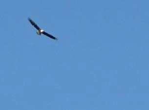 eagles-soaring